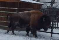Абаканский бизон лакомится снегом в морозы