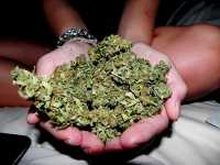 Житель Хакасии хранил в кладовой полкило марихуаны