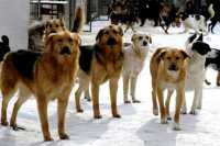 Черногорской мэрии придется держать ответ за разъяренных собак