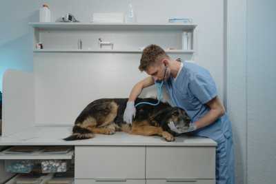 24 апреля - Международный день ветеринарного врача