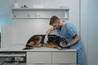 24 апреля - Международный день ветеринарного врача