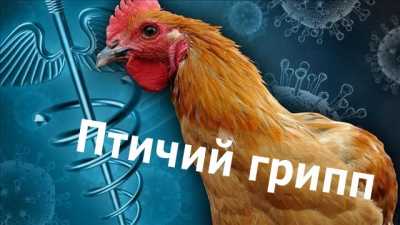 Ветеринары ликвидируют  очаг птичьего гриппа в Хакасии