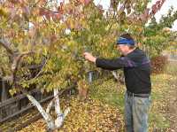 Садовод Николай Козлов проводит осеннюю обрезку плодовых деревьев. 