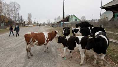 В Хакасии сельчане получат выплаты на бурёнок, овечек и лошадей