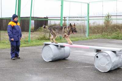 Сибирские служебные собаки сдают экзамен под Абаканом