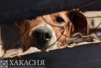 Приют с пожизненным содержанием для животных просят открыть в Хакасии