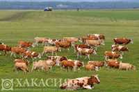 Это ваша корова: власти Хакасии обеспокоены бродячим скотом