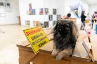 &quot;Губернский клуб любителей домашних животных&quot; открылся в столице Хакасии