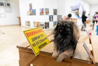 &quot;Губернский клуб любителей домашних животных&quot; открылся в столице Хакасии