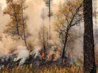 Из-за людей в Хакасии горит лес в урочище реки Бай