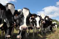 В  Хакасию привезли   коров - голштинов