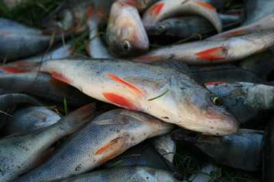 Рыбачить в Хакасии будут только местные бизнесмены