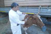 280 тысяч голов скота в Хакасии привито от ЗУДа