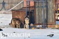 В Хакасии решают &quot;собачью&quot; проблему: учет, гранты приютам, ответственность за жестокое обращение