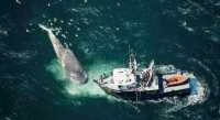 В Японии более 80 человек пострадали при столкновении катера с китом
