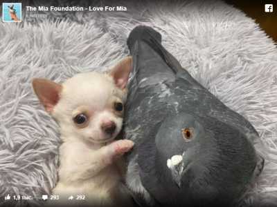 Порция хорошего настроения: щенок чихуахуа подружился с голубем