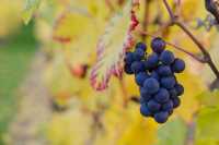 В Хакасии вновь откроют школу виноградарей