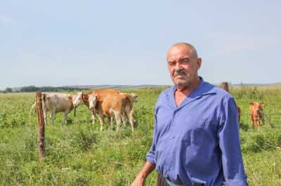 Фермер Александр Бражников: «Проблема бродячего скота не решается годами». 