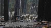 Самый разрушительный в истории Калифорнии пожар локализован на 95%