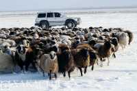 Коровы и овцы погибли под колёсами локомотива в Хакасии