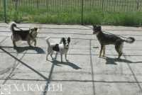 100 тысяч рублей заплатила хозяйка собаки за покусанного ребенка