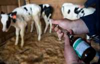 В Хакасию возможен завоз нелегальной вакцины для коров