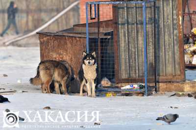 Проблема бродячих собак: есть ли в Хакасии решение?