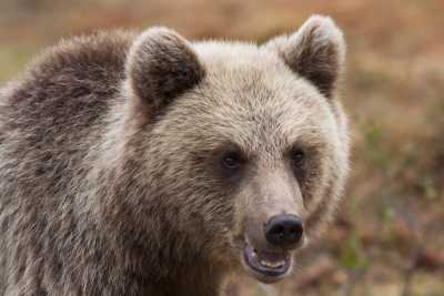 Встретить медведя и не умереть: советы МЧС Хакасии