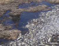 Рыбаки Хакасии могут спасти рыбу от массовой гибели