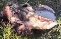 В Черногорске неизвестные складируют трупы животных на дачах
