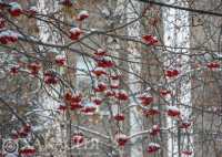 Снежную неделю прогнозируют в Хакасии
