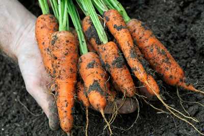 Что любит морковка