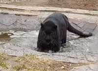 Чёрная пантера открыла купальный сезон в Абакане