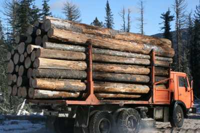 В Хакасии леса используют не только для заготовки древесины
