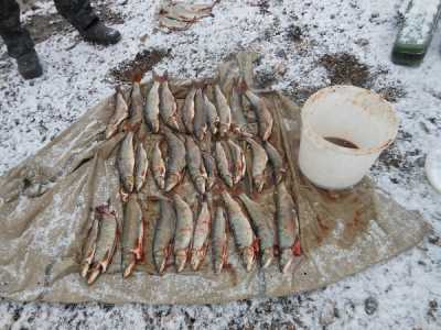 В Хакасии трех рыбаков ждет уголовное дело за 541 хариуса