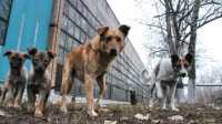 Коммунальщиков Черногорска  упрекнули  в умерщвлении  беспризорных собак без   ветеринара