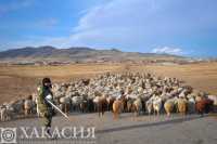 Овцеводы Хакасии освоили инновационную технологию