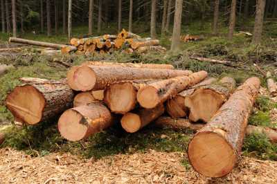 В Хакасии шорцы имеют право на бесплатную древесину