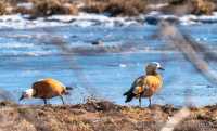 В Хакасии отменят майскую охоту на птиц