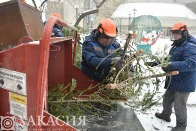 Жители Хакасии подарили новогодним ёлкам вторую жизнь