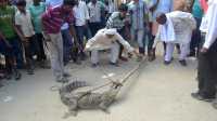Мужчина в Индии грабил таксистов и скармливал их крокодилам