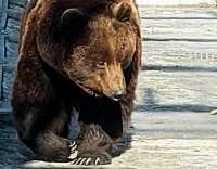 Медведи вышли из берлог в трех районах Хакасии
