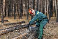 Без пилы не потушить: в Хакасии лесные пожарные освоили специальность вальщика