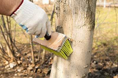 Перед опрыскиванием деревьев штамбы и скелетные ветви необходимо очистить и побелить. 