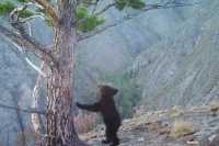 Смешной медвежонок и медведица попали в объектив камеры в Саяно-Шушенском заповеднике
