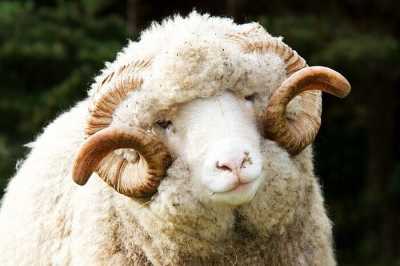Житель Хакасии бежал в другой район с дюжиной украденных овец