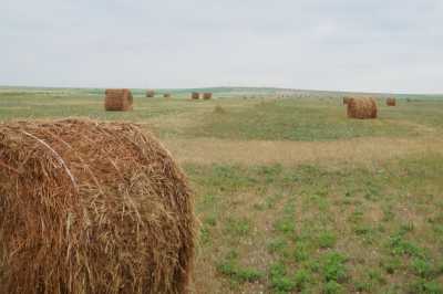 Дожди мешают хакасским аграриям заготавливать сено