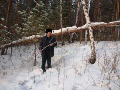 В Хакасии самовольная заготовка древесины чревата штрафами