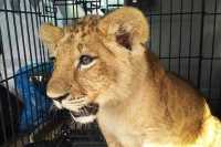 Найденного в промзоне в Бирюлево льва передадут Абаканскому зоопарку