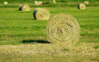 Почти 18 тысяч тонн сена уже заготовили аграрии Хакасии